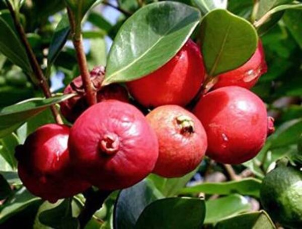 red-strawberry-guavaseedlflower-layerflower-pli Red Strawberry Guava Plant
