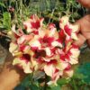 Adenium Rose, Yellow And Red