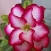 Pink Rosy Adenium Plant