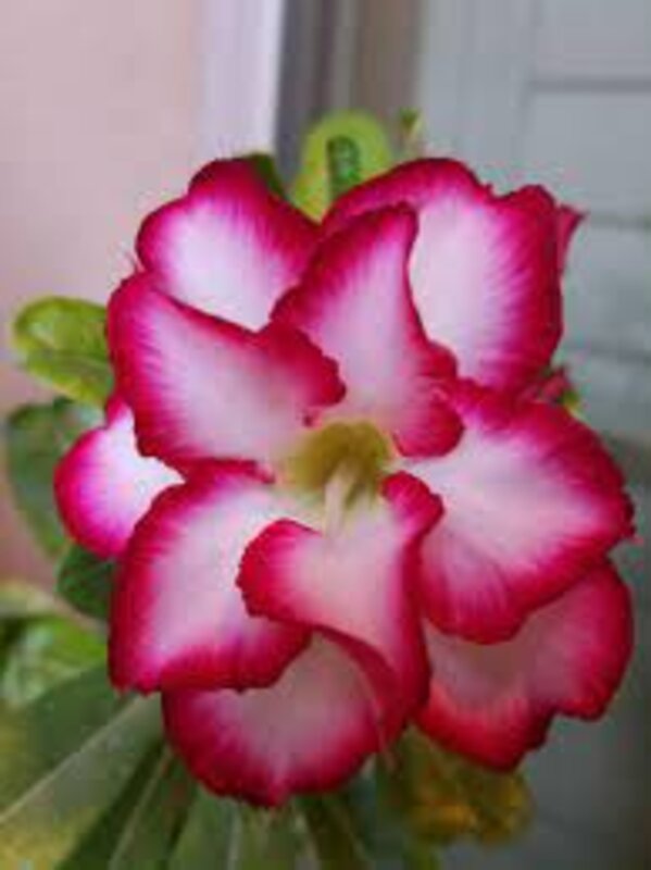 Pink Rosy Adenium Plant