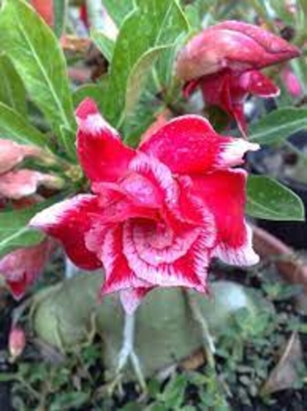 Pink Rosy Adenium Plant