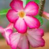 Pink Rosy Adenium Plant
