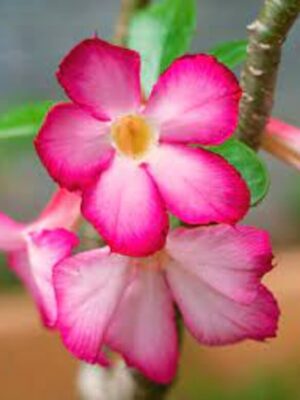 rosy-variety-adenium-pink3-pli Pink Rosy Adenium Plant