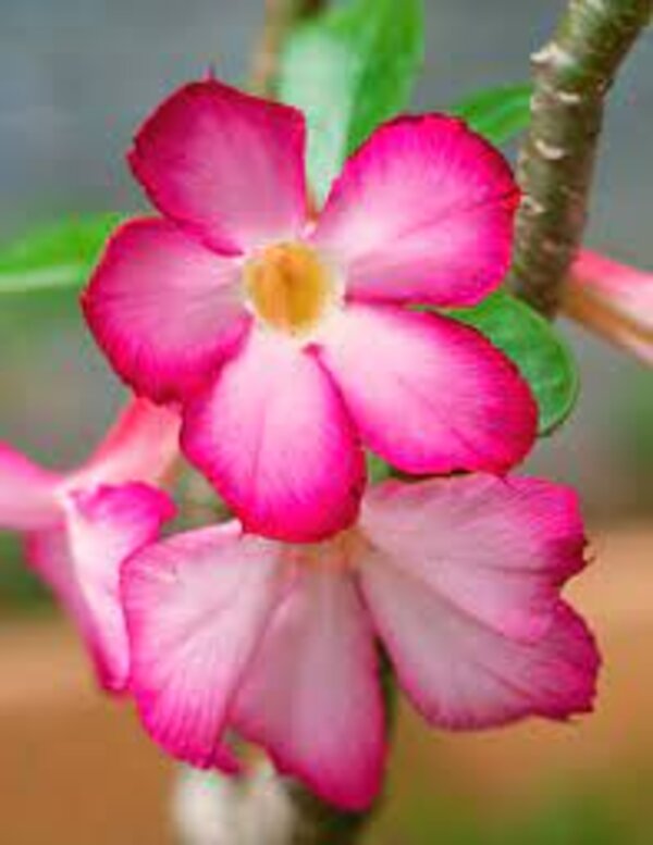 Pink Rosy Adenium Plant