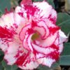 Rosy Adenium Plant, White And Red