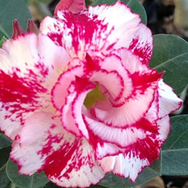 Rosy Adenium Plant, White And Red