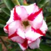 Rosy Adenium Plant, White And Red