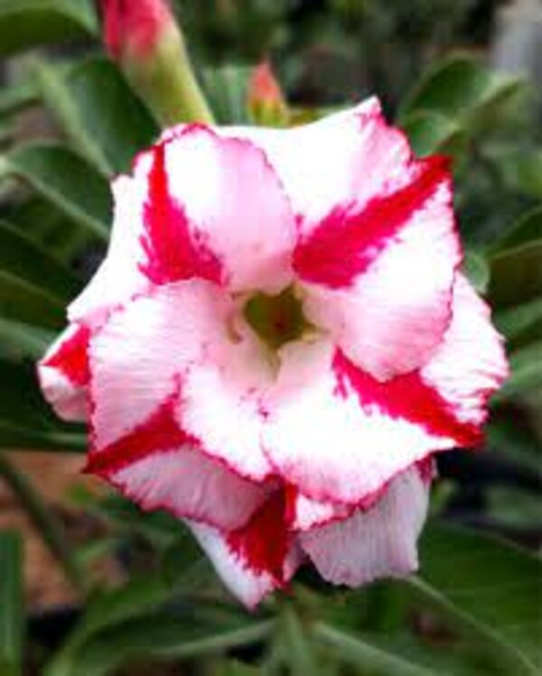 Rosy Adenium Plant, White And Red