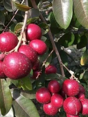 Ruby Rangoon Fruit Plant