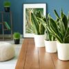 Snake Plant