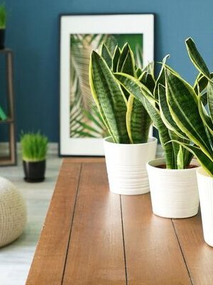 Snake Plant