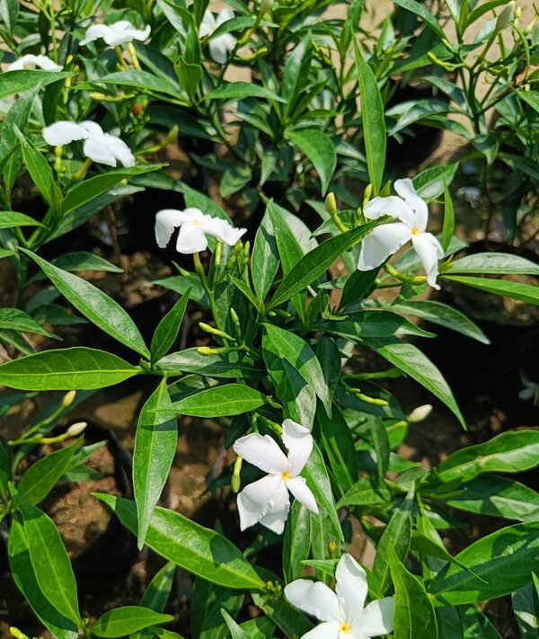 scented-tagar-pli Scented Tagar Flower Plant