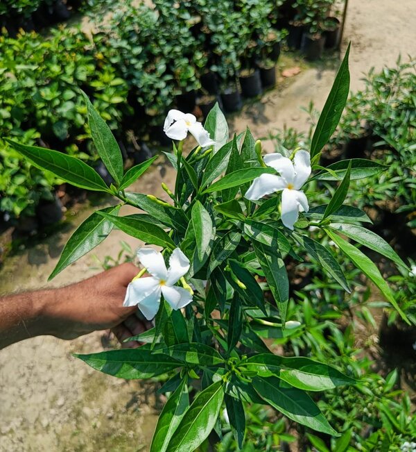 scented-tagar2-pli Scented Tagar Flower Plant