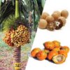 supari-3-pli Areca Palm (Supari) Plant