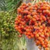 supari-pli Areca Palm (Supari) Plant