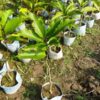 swarna-chapa-magnolia-champaca-2-pli Magnolia Champaca - Swarna Chapa Flower Plant