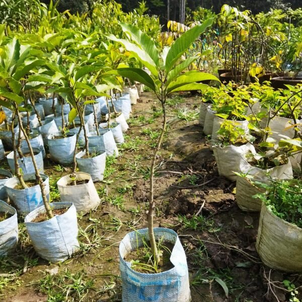 swarna-chapa-magnolia-champaca-3-pli Magnolia Champaca - Swarna Chapa Flower Plant