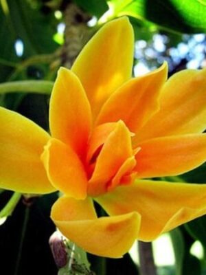 swarna-chapa-magnolia-champaca-pli Magnolia Champaca - Swarna Chapa Flower Plant
