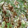 Sweet Tamarind Plant