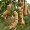 Sweet Tamarind Plant