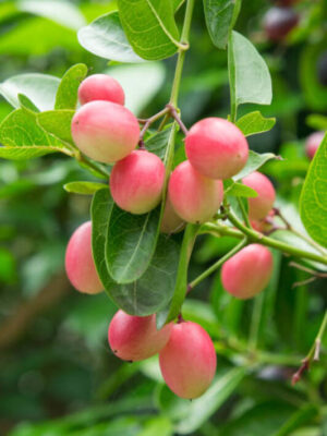 Sweet Karunda - Karamcha Plant