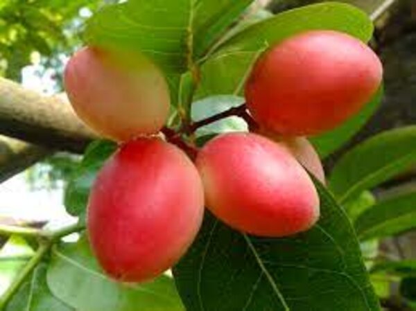 sweet-karunda-karamcha-pli Sweet Karunda - Karamcha Plant