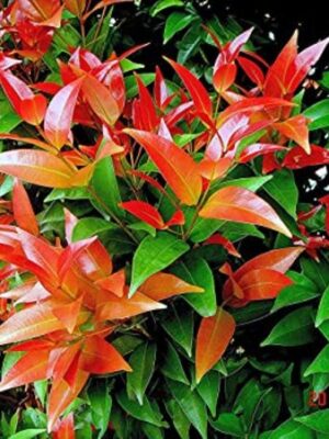 Christina Tree Plant