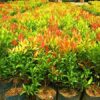 Christina Tree Plant