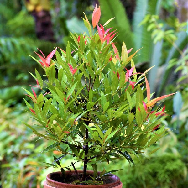 Christina Tree Plant