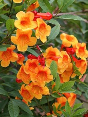 Orange Tecoma Flowering Plant