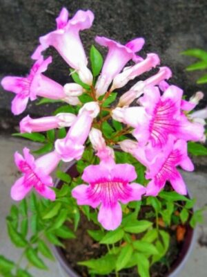 tecoma-pink-pli Pink Tecoma Flowering Plant