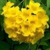 Tecoma Flower Plant, Yellow