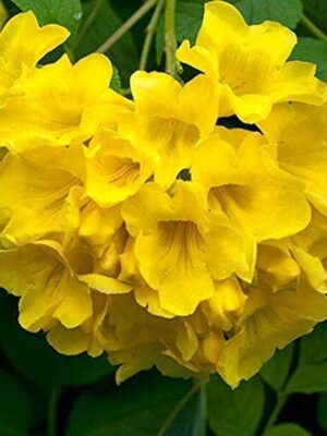 Tecoma Flower Plant, Yellow