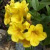 Tecoma Flower Plant, Yellow