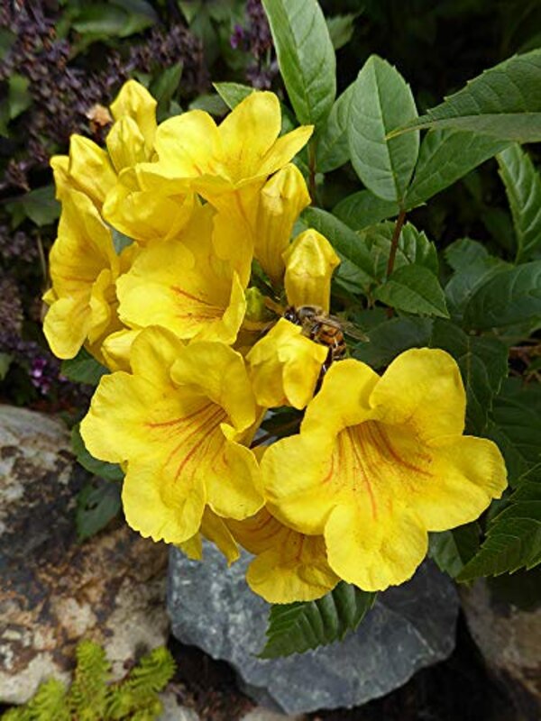 Tecoma Flower Plant, Yellow