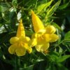 Tecoma Flower Plant, Yellow