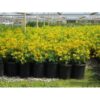 Tecoma Flower Plant, Yellow