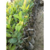 thai-7-guava2-pli Thai 7 Guava Plant