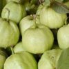 thai-7-guava3-pli Thai 7 Guava Plant