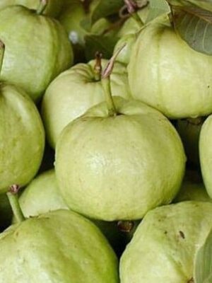 Thai 7 Guava Plant