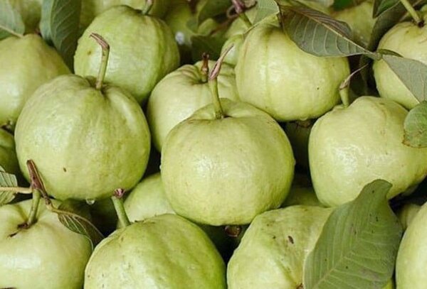 thai-7-guava3-pli Thai 7 Guava Plant