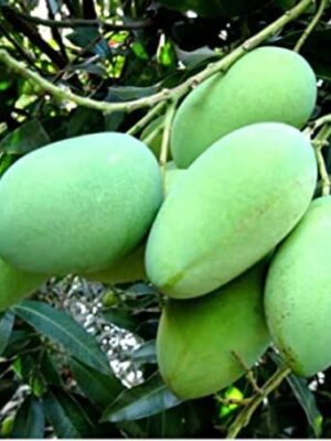 Thai Mango Plant