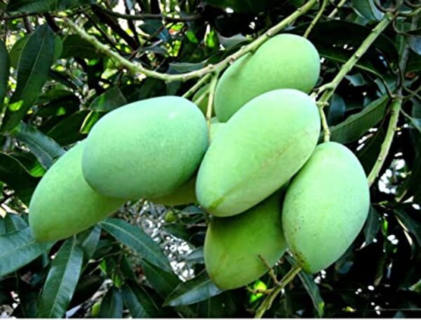 thai-all-time-mango-2-pli Thai Mango Plant