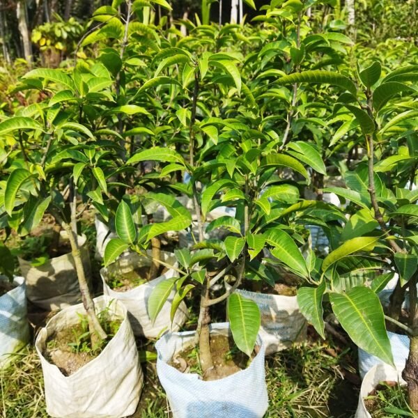 thai-all-time-mango-4-pli Thai Mango Plant