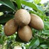 Thai Chiku Saphota Fruit Plant
