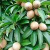 Thai Chiku Saphota Fruit Plant