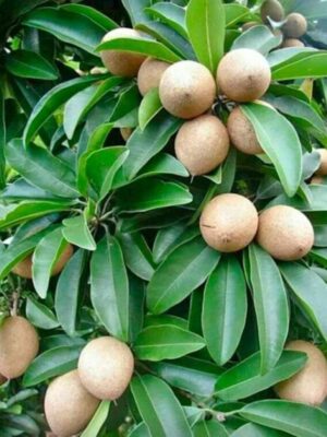 Thai Chiku Saphota Fruit Plant