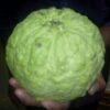 Thai Kg Guava Fruit Plant