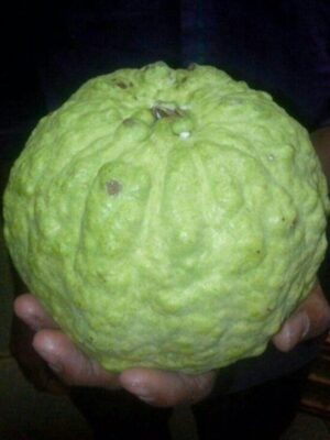 Thai Kg Guava Fruit Plant