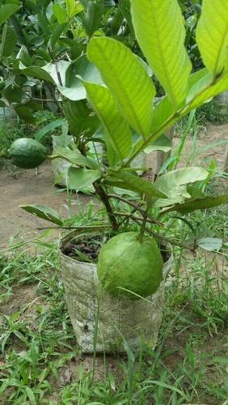 Thai Kg Guava Fruit Plant
